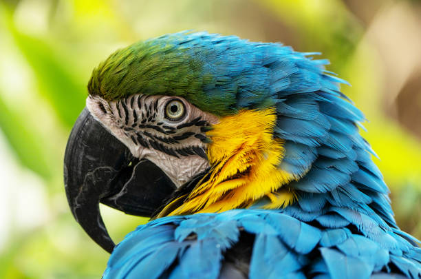 Blue and yellow macaw stock photo