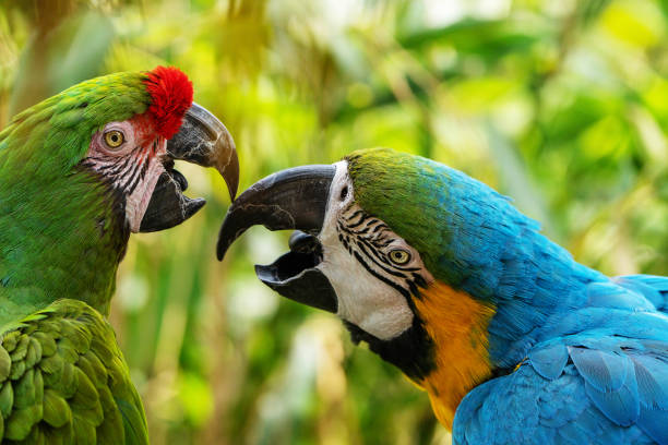 Two parrots stock photo