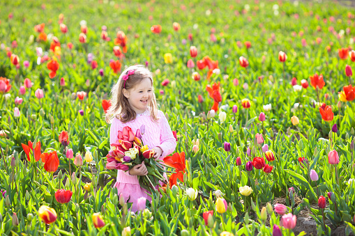 Child in tulip flower field. Little girl cutting fresh tulips in sunny summer garden. Kid with flower bouquet for mother day or birthday present. Toddler picking red flowers in blooming spring meadow.