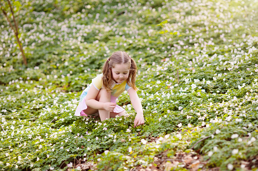 Child on Easter egg hunt in blooming garden with spring flowers. Kid with colored eggs in basket. Little girl picking flower. Easter decoration, family celebration, Christian traditions.