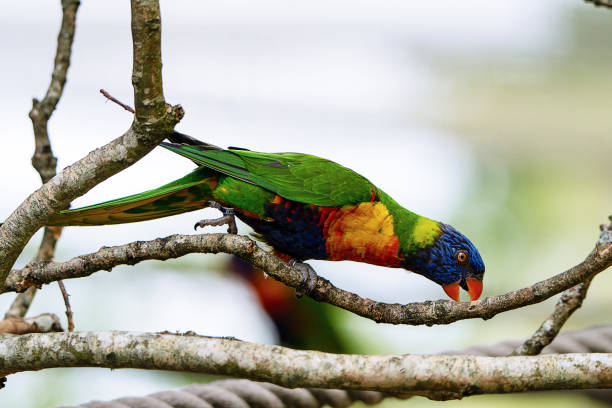 Rainbow lorikeet stock photo