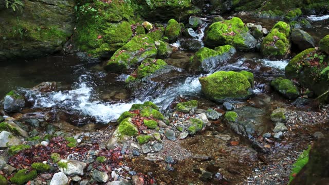 Small mountain stream With green moss and autumn leaves