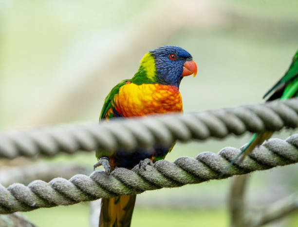 Rainbow lorikeet stock photo