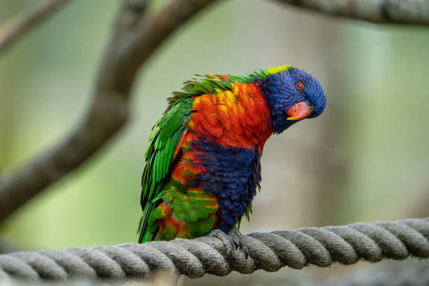 Rainbow lorikeet stock photo