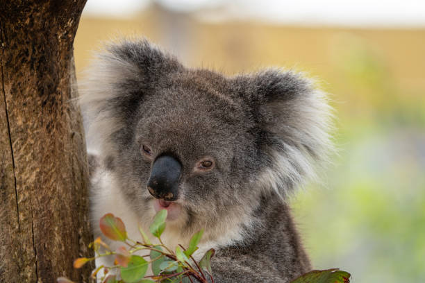 Koala stock photo