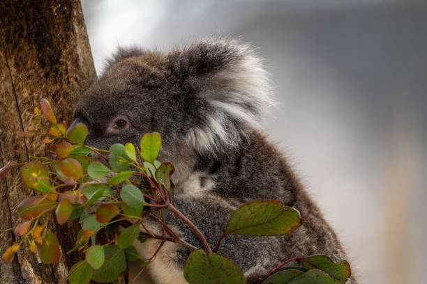 Koala stock photo