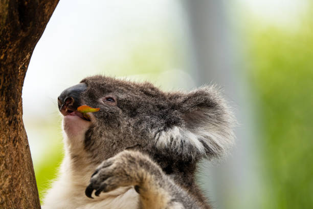 Koala stock photo