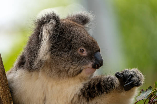 Koala stock photo