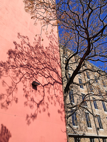In winter, the tree casts a beautiful shadow on the pink facade of the building.