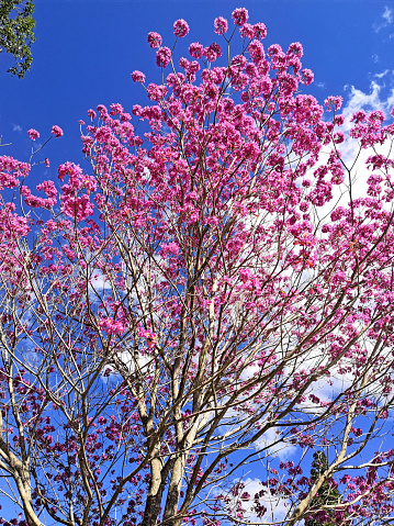 A beautiful tree full of pink flowers under the blue sky.