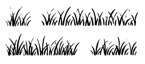 ilustrações, clipart, desenhos animados e ícones de conjunto de esboço de pincel de tinta doodle de grama. fundo do pincel de grama do campo de grama do vetor desenhado à mão. erva doodle, elementos de padrão orgânico. vetor - spring clover leaf shape clover sketch