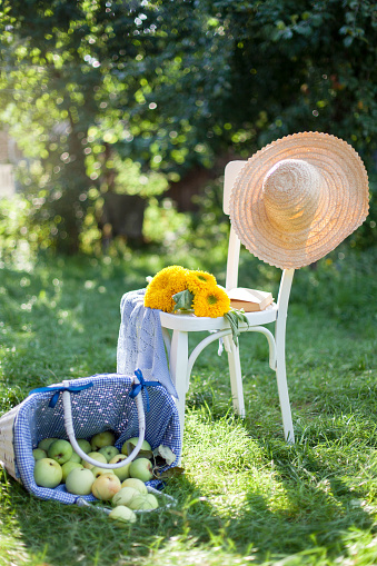 Summer scene with wooden white chair in sunny garden. Straw hat, sunflowers, book and overturned basket of apples lie on green grass.