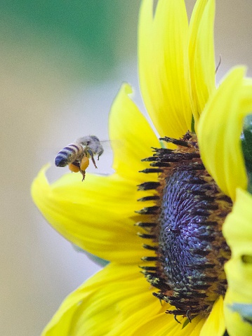 Pollen-covered western honeybee at common sunflower