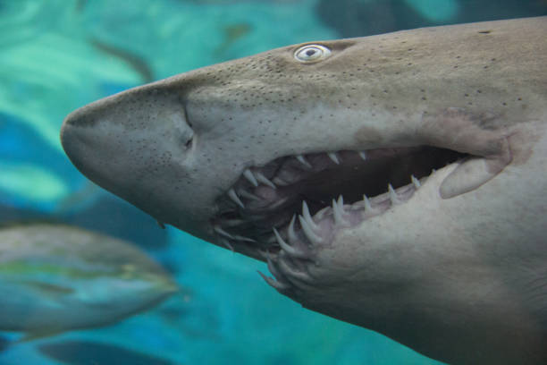 istock View of the shark's teeth 1931015522