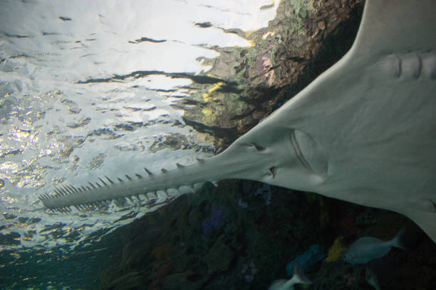 istock Bottom view of a hammerhead shark 1931017610