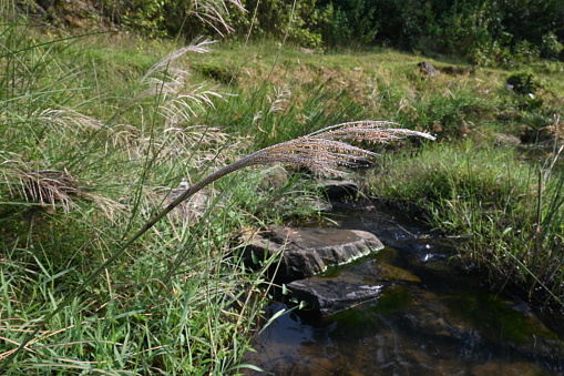 Saccharum spontaneum flower. Its other names wild sugarcane and Kans grass. Its grass native to the Indian Subcontinent. It is a perennial grass,growing up to three meters in height.