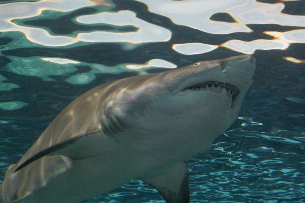 istock Shark swimming in water 1931020730