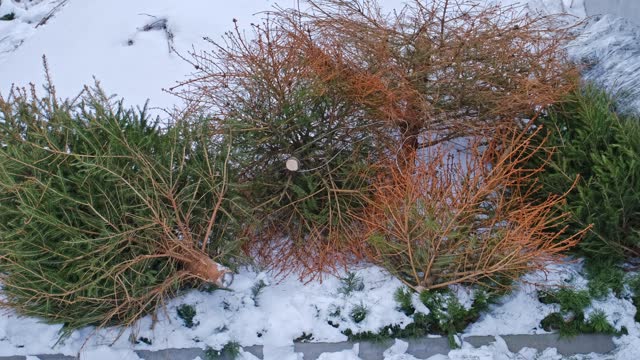 Withered Christmas Trees Dumped Outdoors after Christmas Season