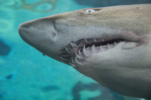 istock View of the shark's teeth 1931022278