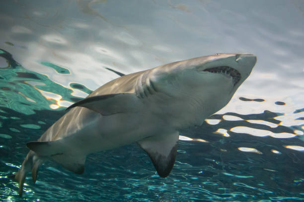 istock Shark swimming in water 1931023826