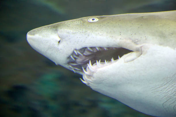 istock View of the shark's teeth 1931025363