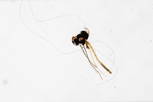 Mosquito Mouth Parts under light microscope with white background