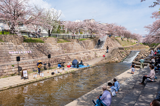 Nara, Japan - April 2, 2023 : People enjoying the Saho River Sakura music events during Cherry blossoms in full bloom.