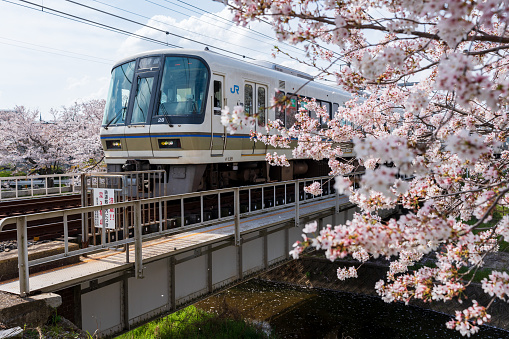 Nara, Japan - April 2, 2023 : JR West Yamatoji Line, Nara Line railroad track train. Saho River iron bridge. Full bloom of cherry blossoms.