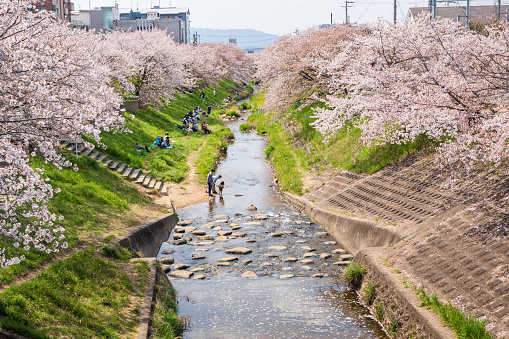 Nara, Japan - April 2, 2023 : People enjoying the Saho River cherry blossom trees along the river in full bloom.