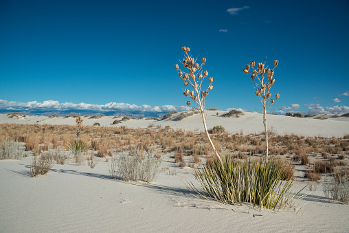 White Sands National Park is located in the state of New Mexico, United States. It is known for its unique and stunning landscape of white gypsum sand dunes, which cover an area of about 275 square miles (710 square kilometers). The park is situated in the northern Chihuahuan Desert, encompassing part of the larger Tularosa Basin. As for the vegetation in the park, it is adapted to the harsh desert environment. While the majority of the park's surface is covered by sand, there are several plant species that have managed to establish themselves in this challenging habitat. Some of the most common plants found in White Sands National Park include:\n\nSoaptree Yucca (Yucca elata): This iconic desert plant has long, spiky leaves that form a rosette shape. It can grow up to 20 feet (6 meters) tall and produces tall flower stalks with creamy-white blossoms.\n\nCholla Cactus (Cylindropuntia spp.): Cholla cacti are known for their branching, cylindrical stems covered in sharp spines. These cacti have adapted to conserve water and can survive in arid conditions.\n\nSand Verbena (Abronia spp.): These low-growing perennial plants feature small, colorful flowers and succulent leaves. They thrive in the sandy soils of the dunes and add splashes of pink, purple, and white to the landscape.\n\nDesert Marigold (Baileya multiradiata): This bright yellow wildflower is well-suited to desert environments. It has silvery-gray leaves and produces daisy-like flowers that bloom from spring to fall.\n\nApache Plume (Fallugia paradoxa): Apache Plume is a shrub that grows up to 6 feet (1.8 meters) tall. It features delicate, white, rose-like flowers and feathery fruits that resemble plumes, hence its name.