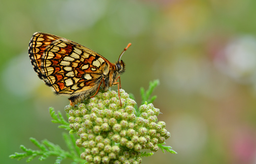 Melitaea athalia  on the flower