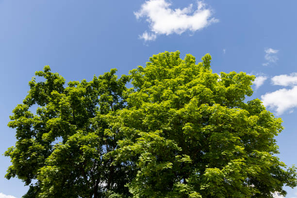 istock a maple tree in sunny weather against a blue sky background 1931087480