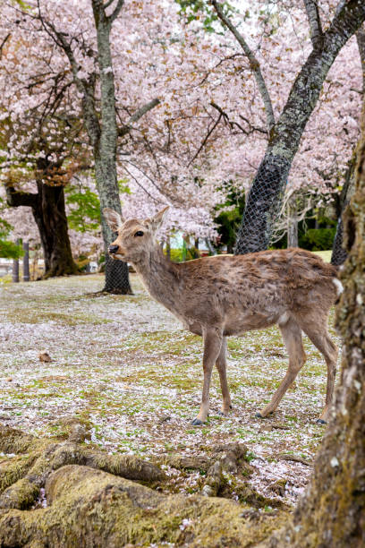 istock Deers in Nara park. Cherry blossoms in full bloom. Nara, Japan. 1931087505