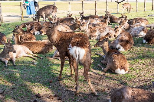 Deers in Nara park. Nara, Japan.