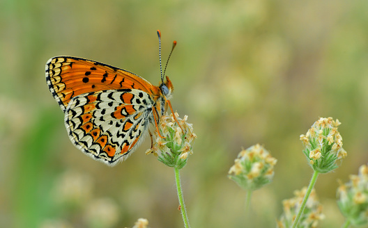 Close-up of a beautiful buttery on a leaf.