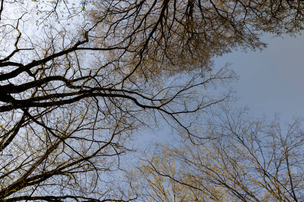 deciduous trees in the forest in the spring season, mixed forest with different trees in the spring season
