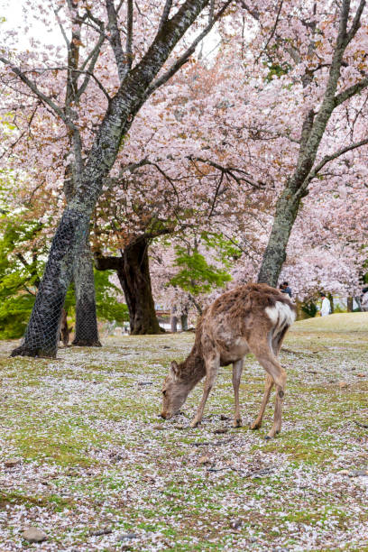 istock Deers in Nara park. Cherry blossoms in full bloom. Nara, Japan. 1931088604