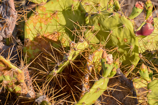 Green Prickly Pear Cactus Leaf in the Desert