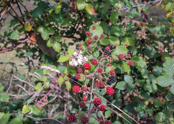 istock blackberries in the middle of nature 1931100821