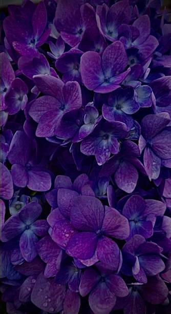 istock Purple flowers 1931107852