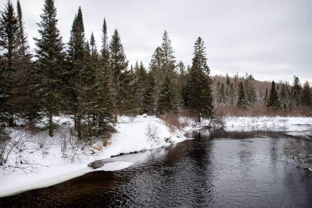 istock Winter forest near the river. 1931113086