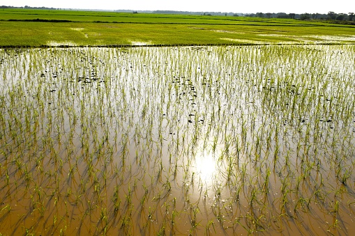 The early morning sun reflecting in the paddy water. Newly planted rice.