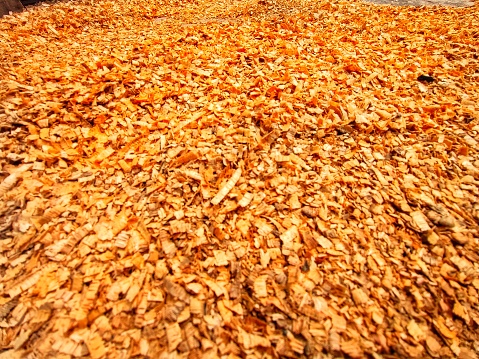 These wood chips come from mango trees.
