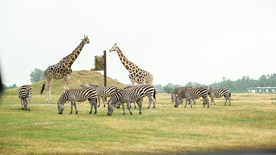 Group of wild zebras, giraffe eating grass in safari zoo park. Flock of zebras in the park. Wild animals at distance