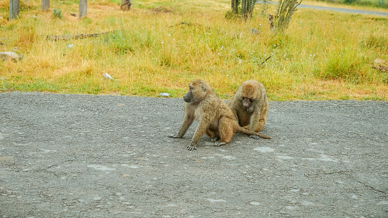 Wild monkeys sitting on the road cleaning each other in the safari zoo and jungle are sunbathing and looking for food. Drive through safari zoo