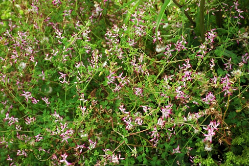 A close-up of the garden weed Fumaria Muralis or Common Ramping Fumitory.