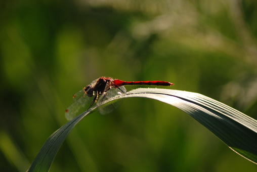 Red Dragonfly Lands on Blade of Grass