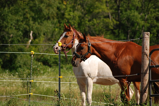 Two Horses Play Halter Tag