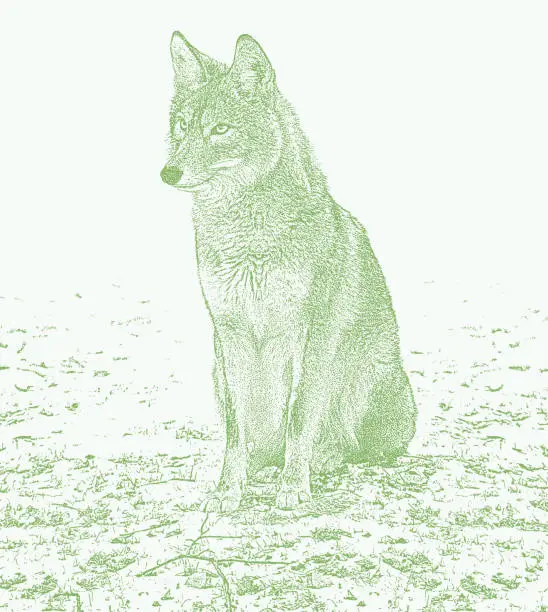 Vector illustration of One Wild Coyote