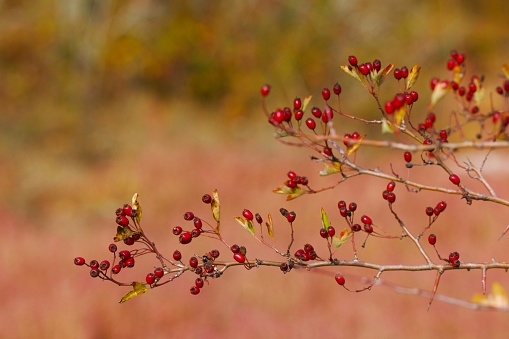 Red hawthorn berries on nearly leafless branch in autumn, Whitty's Lagoon, Vancouver Island, British Columbia